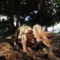 Robotime Puzzle 3D din lemn Dinozaur Triceratops D400 cu telecomandă