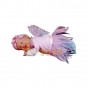 Anne Geddes Păpușă Zână roz Baby Fairy Pink 579108