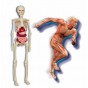 Clementoni Science & Play Corpul uman 50332 Laborator de anatomie